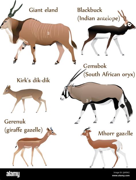 types of gazelle.